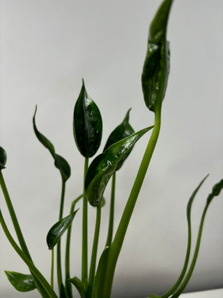 Alocasia Tiny Dancer | 6"