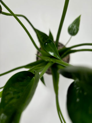 Alocasia Tiny Dancer | 6"