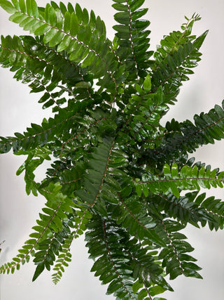 Button Fern