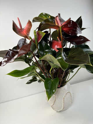 Rainbow Anthurium Plant