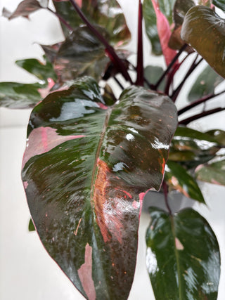 Philodendron Pink Princess