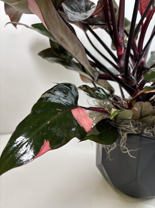 Philodendron Pink Princess