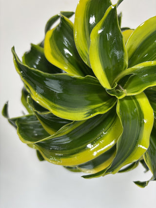 Dracaena Twister