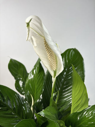 Spathiphyllum ‘Dario’