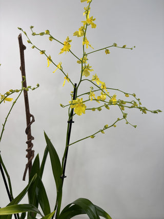 Morro Bay Oncidium Orchid Plant