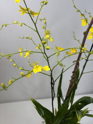 Morro Bay Oncidium Orchid Plant