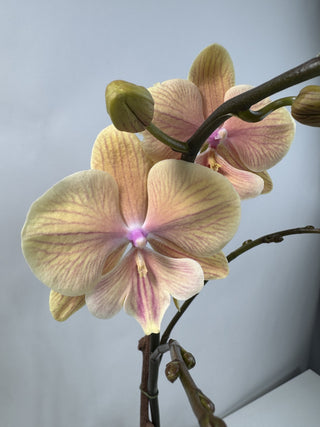 Apricot Phalaenopsis Lioulin Orchid