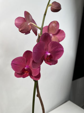 Morro Bay Phalaenopsis "Fantastic" Orchid