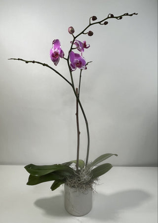 Purple & Red Phalaenopsis Orchid