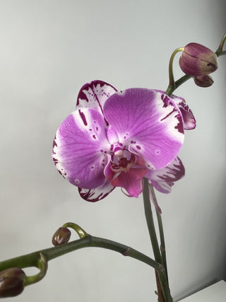 Purple & Red Phalaenopsis Orchid