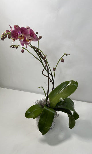 Phalaenopsis "Waterfall" Orchid