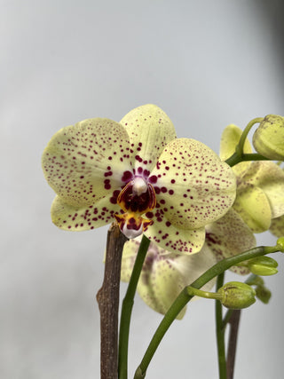 Double Spike Phalaenopsis Picachu Orchid