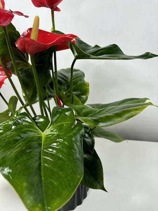 Anthurium | 6"