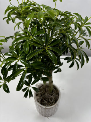 Schefflera Arboricola Compacta | 4"