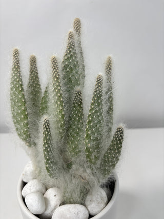 Opuntia Snow White Cactus Plant