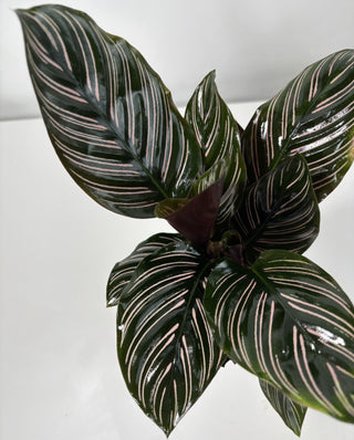 Calathea Ornata