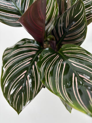 Calathea Ornata