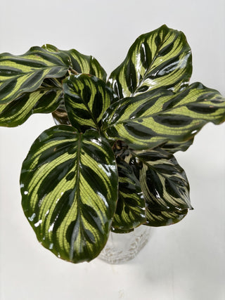 Calathea Makoyana