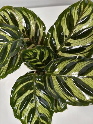 Calathea Makoyana