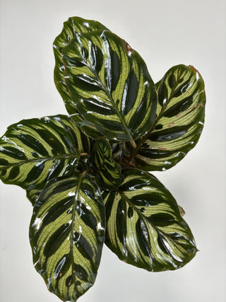 Calathea Makoyana