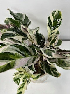 Calathea White Fusion