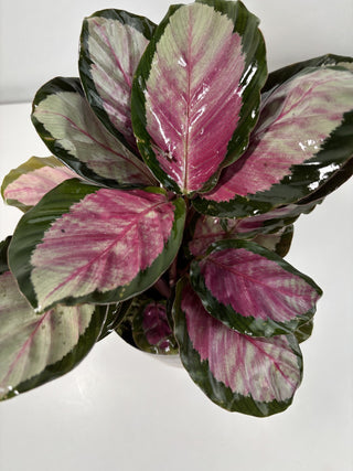 Calathea Rosy