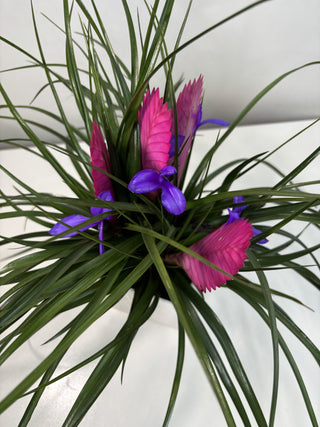 Tillandsia Cyanea | 6"