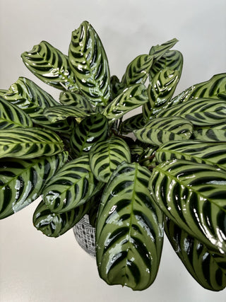 Calathea Burle Marx | 6"