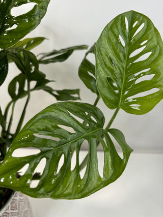 Philodendron Adansonii "Swiss Cheese" | 6"