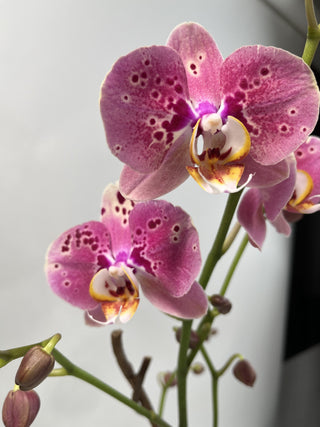 Phalaenopsis "Waterfall" Orchid