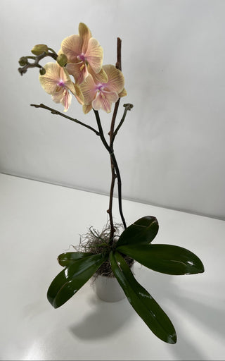 Apricot Phalaenopsis Lioulin Orchid