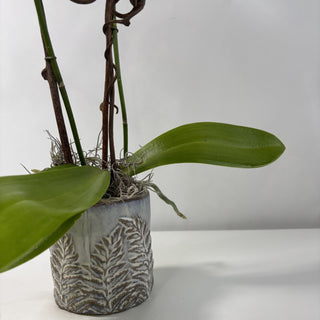 Double Spike Blush Pink Orchid in Fern Pot